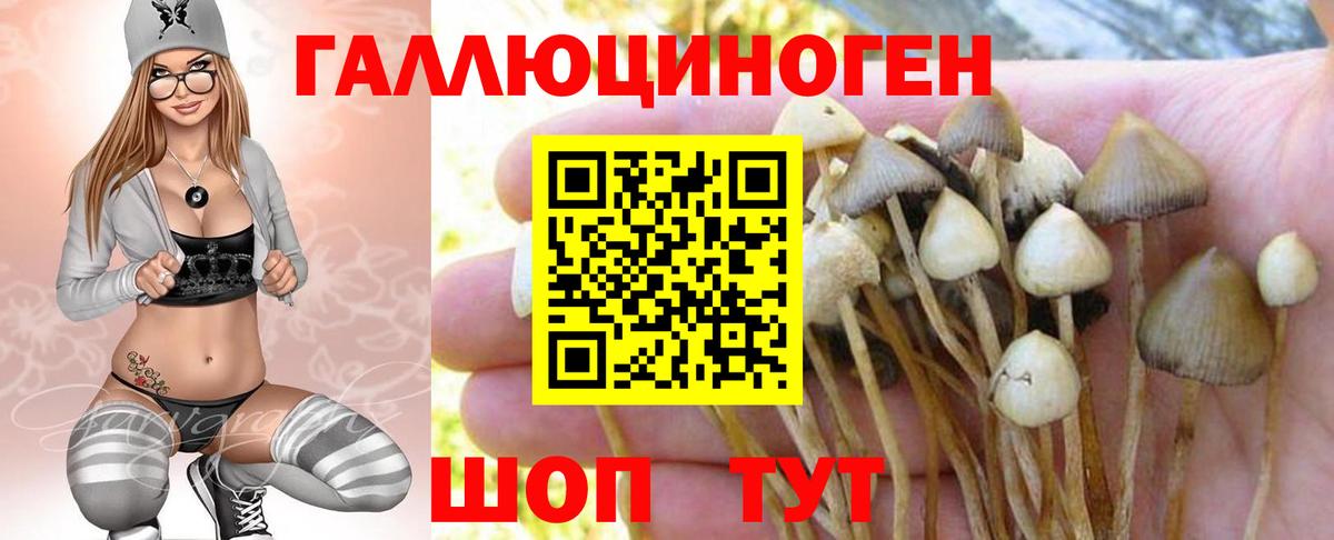 Галлюциногенные грибы Psilocybine cubensis Орёл
